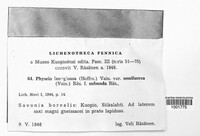 Pannaria lanuginosa image